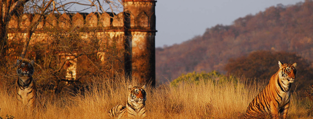 India’s Wild Heart Calls: A Traveller’s Guide To Unforgettable Safaris